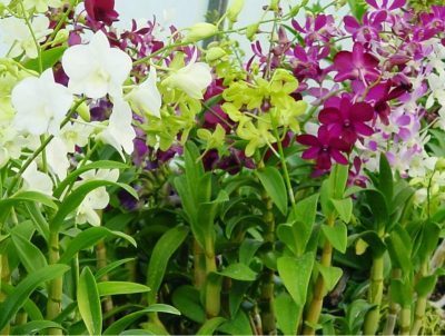 Orchid-e1504798328972