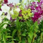 Orchid-e1504798328972
